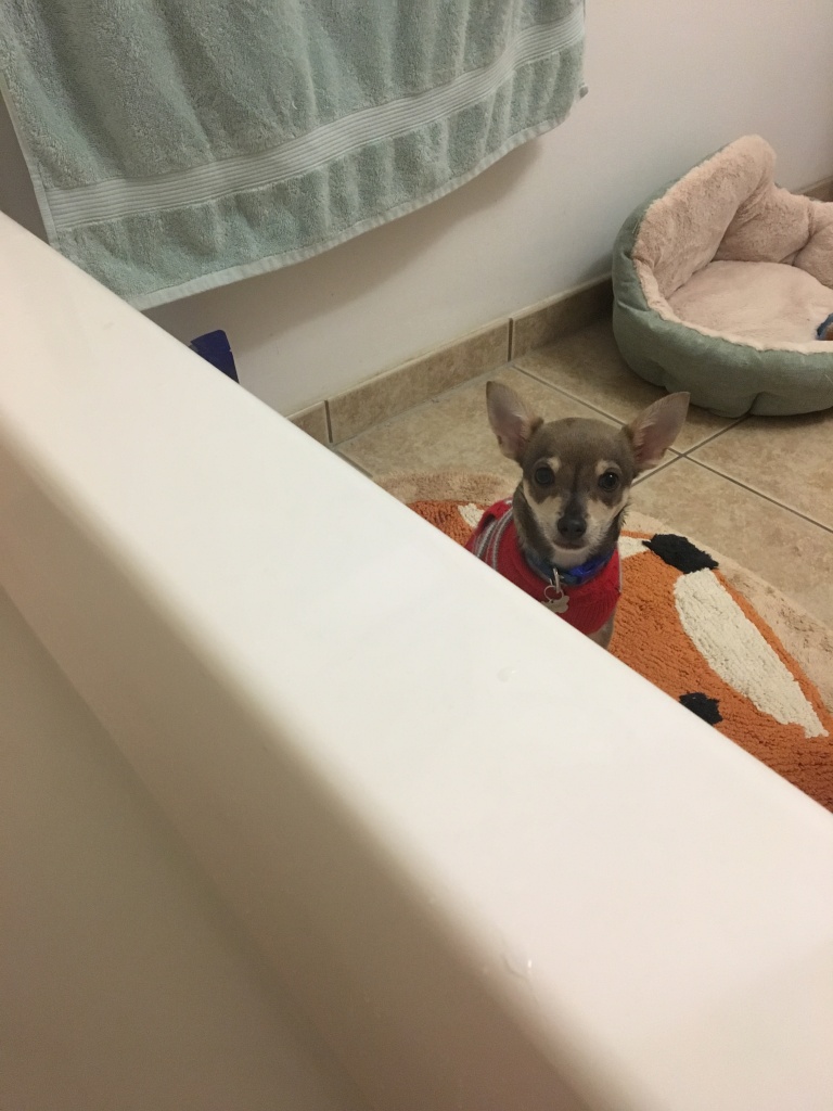 chihuahua puppy looking over the edge of a bathtub