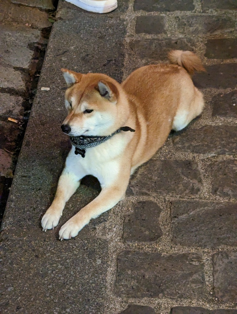 a shiba inu with a black bandana tied around it's neck refusing to look at the camera